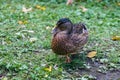 Duck standing on one leg Royalty Free Stock Photo
