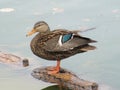 Duck standing over water