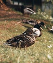 Duck standing in the park on the grass with other ducks. Royalty Free Stock Photo