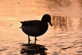 Duck standing in pond silhouette. Royalty Free Stock Photo