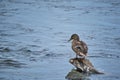 Duck standing in river is getting ready swim Royalty Free Stock Photo