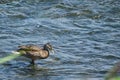 Duck standing in river is getting ready swim Royalty Free Stock Photo