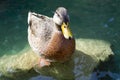 Duck standing on a rock