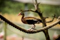 Duck standing on a rope Royalty Free Stock Photo