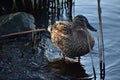 Duck standing in shore at lake Wannsee water in Wannsee Berlin Germany Royalty Free Stock Photo