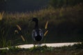 Duck standing by the shore of a pond