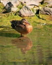 A duck standing still on a pond. Royalty Free Stock Photo