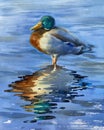 A duck standing in water realistic watercolor illustration Royalty Free Stock Photo