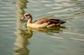 Beautiful Florida duck in the Aventura Waterway in Miami Florida Royalty Free Stock Photo