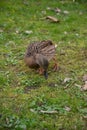 Duck stands in a lush grassy field, replete with deep green foliage, as it forages for food