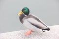 The duck stands near the water on a concrete slab