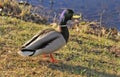 A duck stands on the shore on the green grass