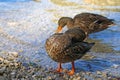 A duck stands on the shore of the lake and washes