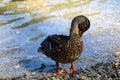 A duck stands on the shore of the lake and washes