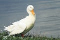 duck stands on the shore of the pond and shakes the feathers and wings