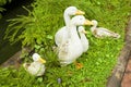 Duck statue Royalty Free Stock Photo