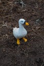 Duck statue sneak in the garden. Royalty Free Stock Photo