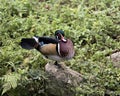 Duck Stock Photos. Duck picture. Duck image. Duck portrait. Duck in foliage