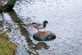 Duck on stone is doing some exercises, got its paw and wing up. Lake water with tree branches reflection. Royalty Free Stock Photo