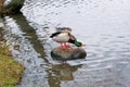 Duck on stone got its wings up, stretched its neck and calling other ducks. Lake water with tree branches reflection.