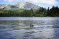 Duck on Strbske Pleso Mountain Tarn in High Tatras Mountains. Royalty Free Stock Photo