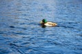 Duck on the water of Tarn in High Tatras Mountains. Slovakia Royalty Free Stock Photo