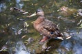 Duck in the summer in the pond of Yusupovsky Park Royalty Free Stock Photo