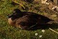 Duck in the sun - Elancourt - France Royalty Free Stock Photo