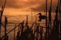 Duck at Sundown Royalty Free Stock Photo