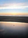 Duck and sundown over Pacific Ocean bay at Gold Bluffs Beach, Prairie Creek Redwoods State Park