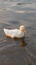 Duck In Sunlit Water