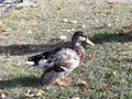 Duck sunning in Storkow in Germany