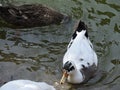 Duck sweeming in a pond