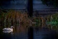 Duck swim in the lake