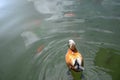 Duck is swiming in the pond Royalty Free Stock Photo