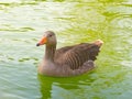 A duck swimming