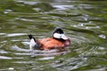 Duck Swimming Royalty Free Stock Photo