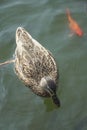 A duck swimming above carp koi fishes in a lake Royalty Free Stock Photo