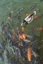 A duck swimming above carp koi fishes in a lake Royalty Free Stock Photo