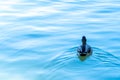 Duck swimming alone through blue water Royalty Free Stock Photo