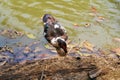 Duck swimming in the blue and green lake with reflections