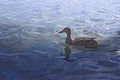 Duck swimming in the blue water with waves