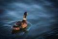 A duck swimming in cyan dark water.