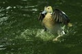 A duck is swimming while flapping unfortunately. Royalty Free Stock Photo