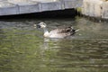 A duck swimming gracefully on the water