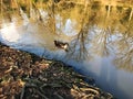 Duck swimming lake at Ataturk Arboretum Royalty Free Stock Photo