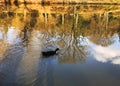 Duck swimming lake at Ataturk Arboretum Royalty Free Stock Photo