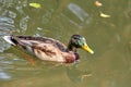 Duck swimming in the lake. Bird with bright multi-colored feathers. Duck with a beautiful color floats on water. Royalty Free Stock Photo