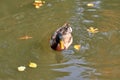 Duck swimming in the lake. Bird with bright multi-colored feathers. Duck with a beautiful color floats on water. Royalty Free Stock Photo