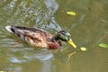 Duck swimming in the lake. Bird with bright multi-colored feathers. Duck with a beautiful color floats on water. Royalty Free Stock Photo